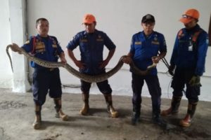 Ular Pyton Panjang 3 meter Masuk ke Rumah Warga