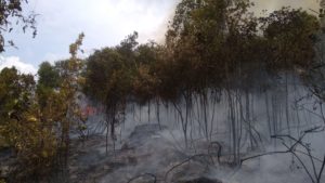 Hutan di Batam Kembali Terbakar Akibat Kemarau