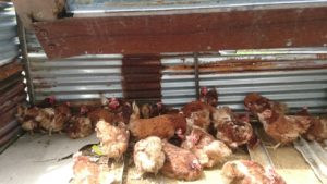 Warga Batam, Beli Ayam Petelur di Peternakan Ini Dapat Diskon Loh