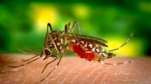 Waspada, Perubahan Iklim Berpotensi Tingkatkan Risiko Malaria dan DBD