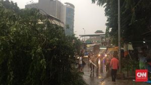 Pohon Tumbang di Jakarta, 1 Warga Meninggal Dunia