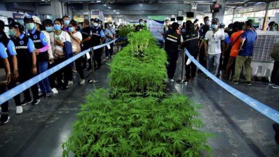 Thailand Legalkan Ganja, Sejumlah Negara Asia Makin Waspada