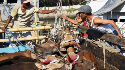 Batam Kekurangan Ribuan Hewan Kurban