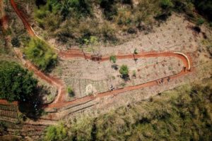 Bukit Mbah Celeng Bakan Rindang oleh Pohon Matoa, Mangga, dan Ketapang Kencana