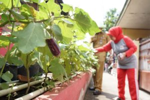 Jauh dari Kesan Kumuh, Selokan di Kelurahan Karasak Jadi Lahan Produktif