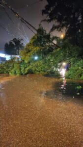 Gerak Cepat Tim Rescue Pemadam Bersihkan Pohon Tumbang di Jalan