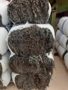 Rumput Laut dari Batam Jangkau Pasar Dunia