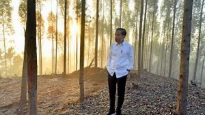 Jokowi Kunjungi Bukit Calon Lokasi Istana di IKN Nusantara