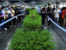 Thailand Legalkan Ganja, Sejumlah Negara Asia Makin Waspada