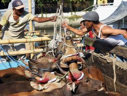 Batam Kekurangan Ribuan Hewan Kurban