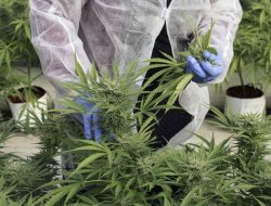 MK Tentukan Nasib Ganja Medis untuk Kesehatan Hari Ini