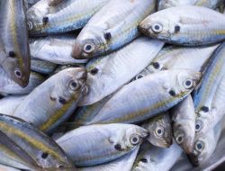 5 Ikan yang Sebaiknya Dihindari Pengidap Diabetes, Ini Daftarnya