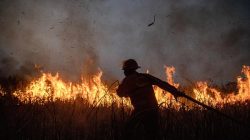 Kebakaran Lahan Taman Nasional Way Kambas Capai 300 Hektare