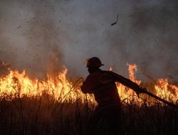 Kebakaran Lahan Taman Nasional Way Kambas Capai 300 Hektare