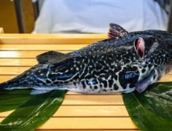 Disebut Lebih Berbahaya dari Sianida, Ini Efek Keracunan Ikan Buntal