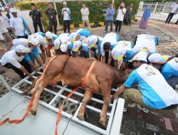 PGN Bagikan 382 Hewan Qurban di Idul Adha 1445 H Tahun 2024