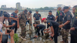 Mangrove
