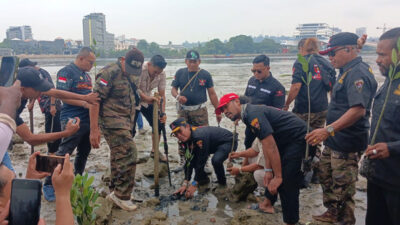 Mangrove